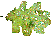 Penttila Gardens logo
