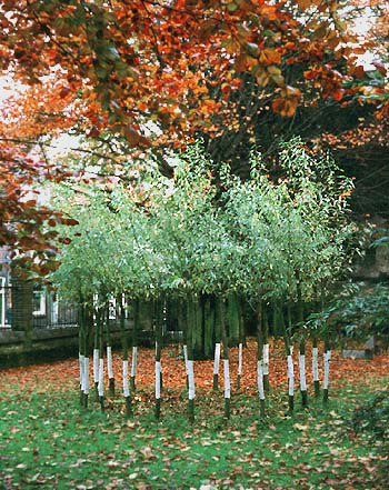 pollarded willow circle Dordrecht Municipal Museum