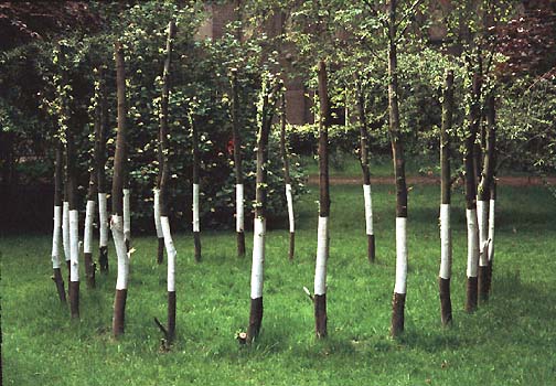 pollarded willow circle Dordrecht Municipal Museum