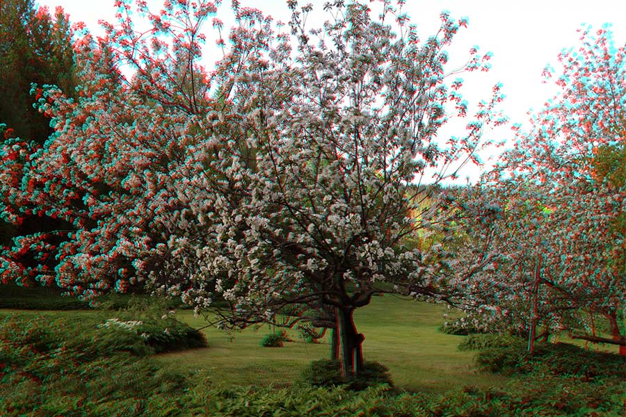 Photo in 3D - apple trees in blossom in the sculpture park POAM.
