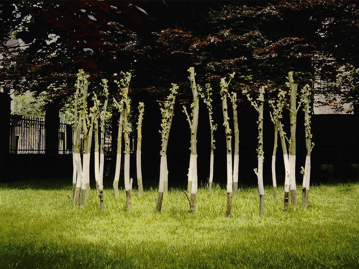 Within one or two weeks the cuttings began to take root and produce buds.
