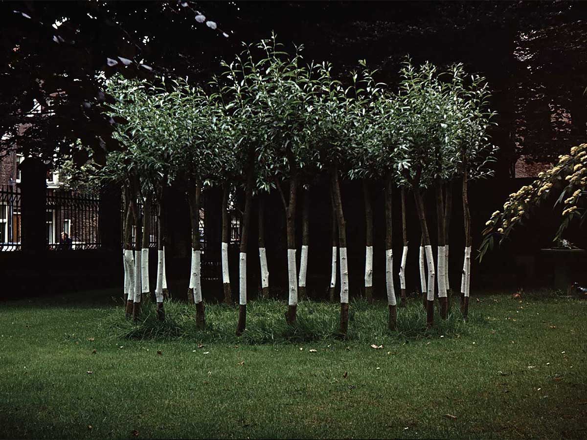 The stems would develop the characteristic pollard crowns of the Dutch landscape.