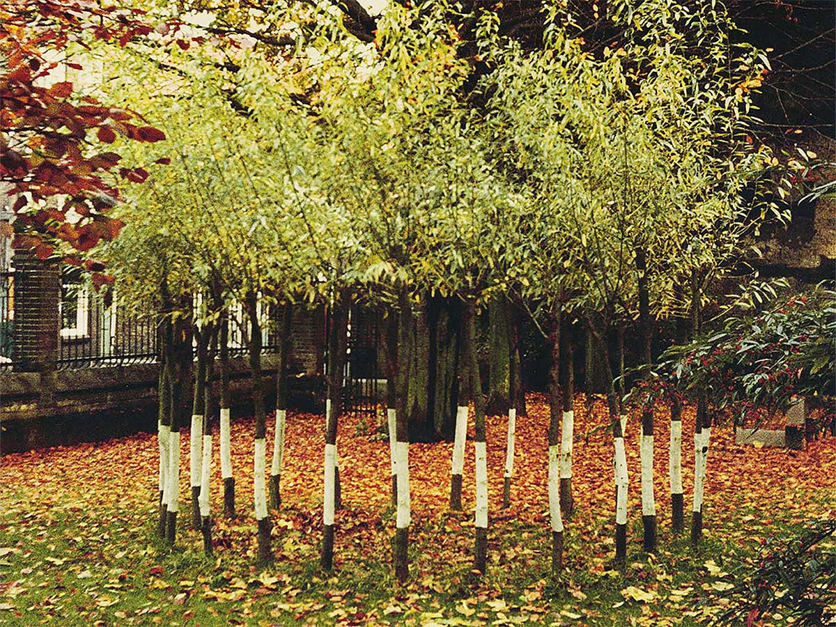 By autumn the upper willow shoots had grown to about one and a half meters.