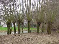 willow project - sculpture - landart
