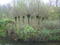 willow project - sculpture - landart