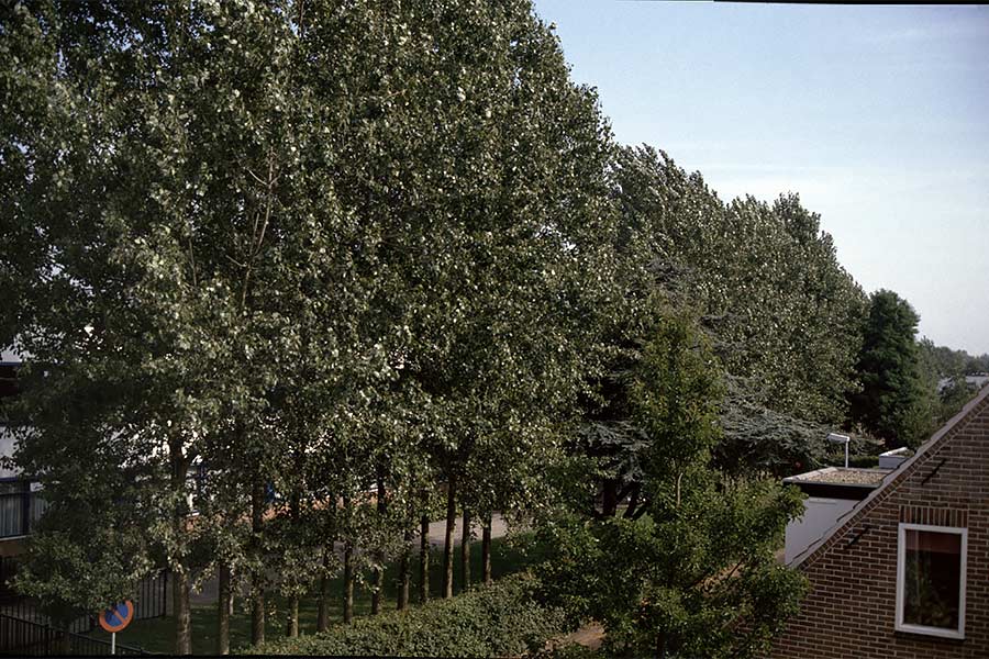 There are four poplar tree screens ranging in length from fifteen, increasing with five meters each time, to twenty-five meters.