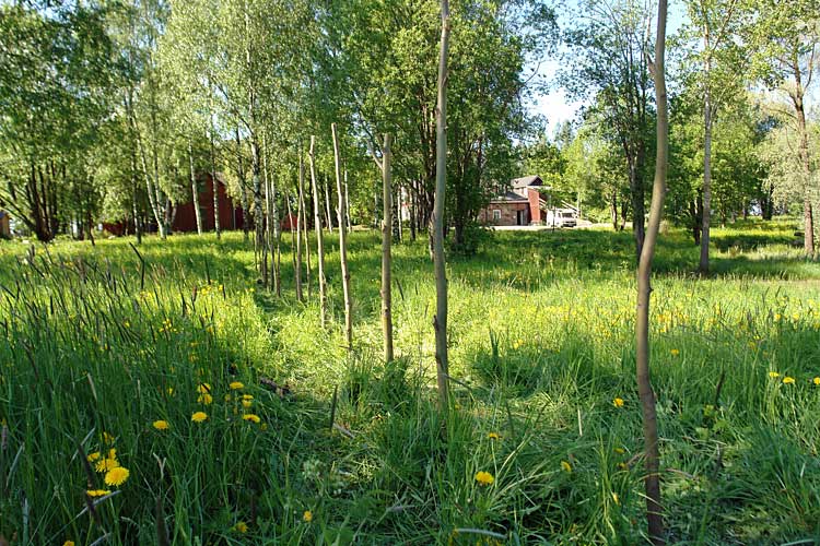 the environmental sculptures of Lucien den Arend - his environmental willow project in Lappeenranta, Finland - site specific art