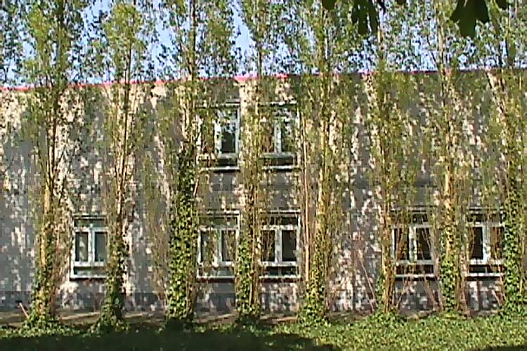 Populus Nigra Italica - Ridderkerk, Holland. Poplar trees as sculpture.
