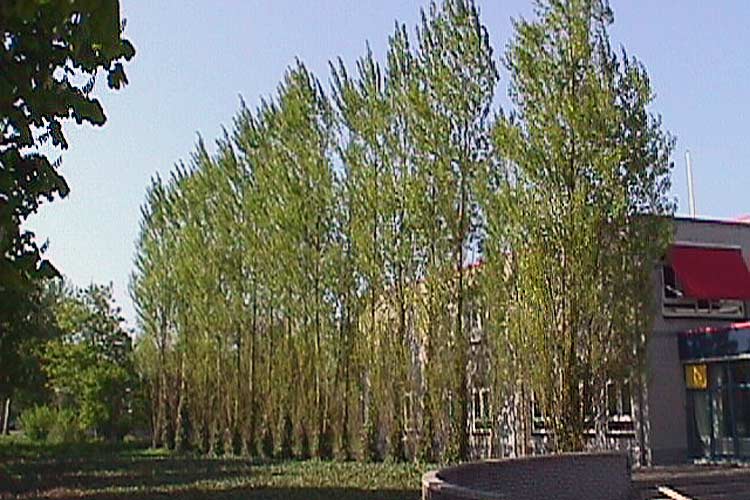 Poplar trees as sculpture - Populus Nigra Italica - Ridderkerk, Holland.