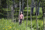 Lappeenranta pollard willow environment