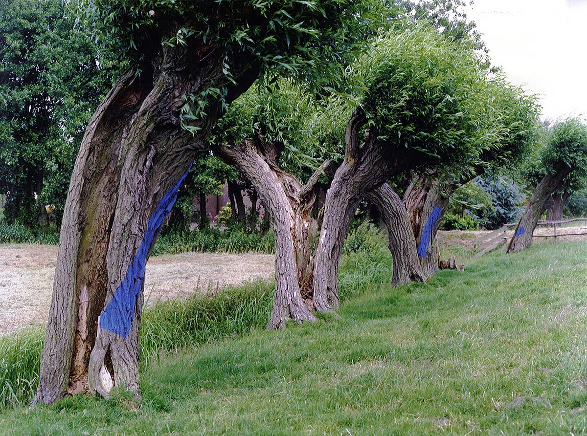 LAND ART between Maasdam and Westmaas, Holland - pollarded willows and ultramarine tempera.