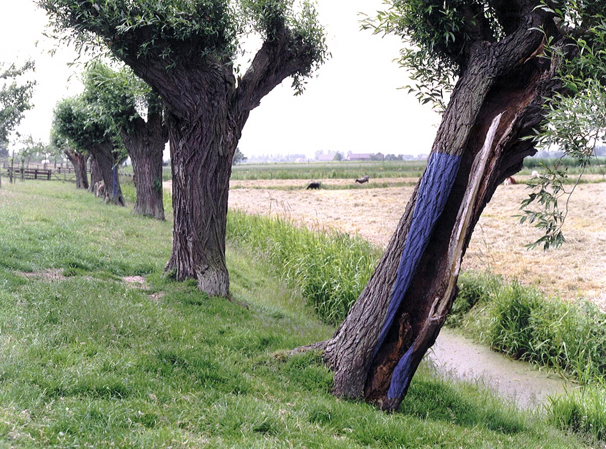 LAND ART between Maasdam and Westmaas, Holland - pollarded willows and ultramarine tempera.