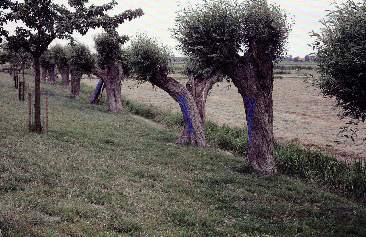 LAND ART between Maasdam and Westmaas, Holland - pollarded willows and ultramarine tempera.