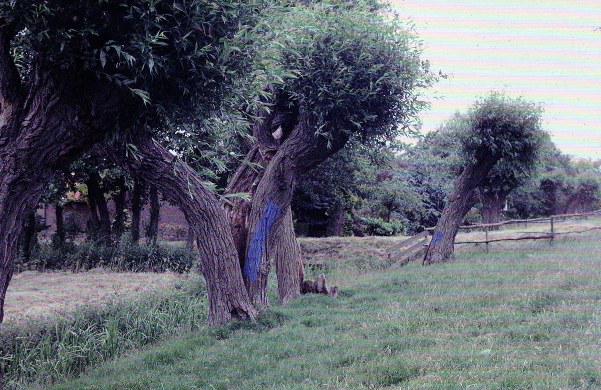 LAND ART between Maasdam and Westmaas, Holland - pollarded willows and ultramarine tempera.