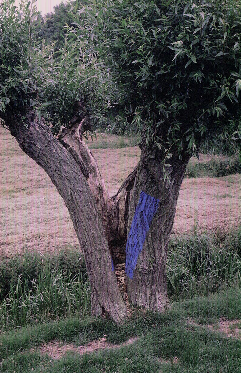 LAND ART between Maasdam and Westmaas, Holland - pollarded willows and ultramarine tempera.