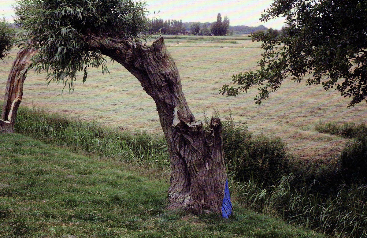 LAND ART between Maasdam and Westmaas, Holland - pollarded willows and ultramarine tempera.