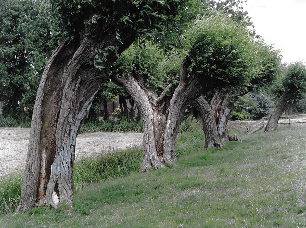 The ultramarine shapes on the willows faded in time as was expected.