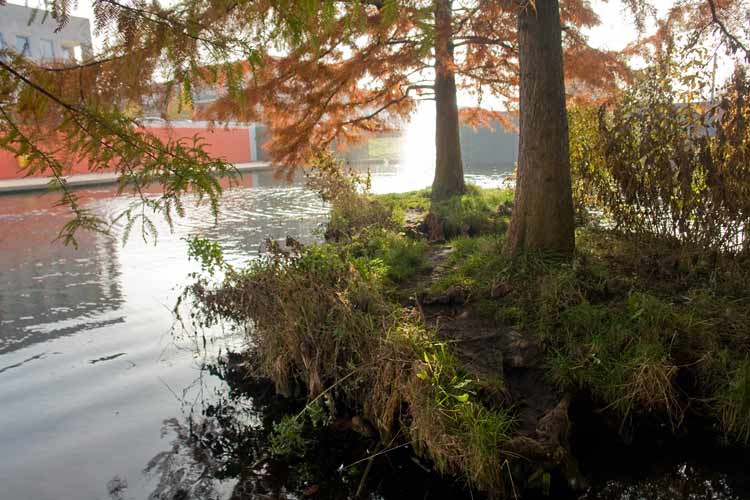 LAND ART in Ede - autumn colors of the Bald Cypress trees (Taxodium Distichum), water, concrete and color.