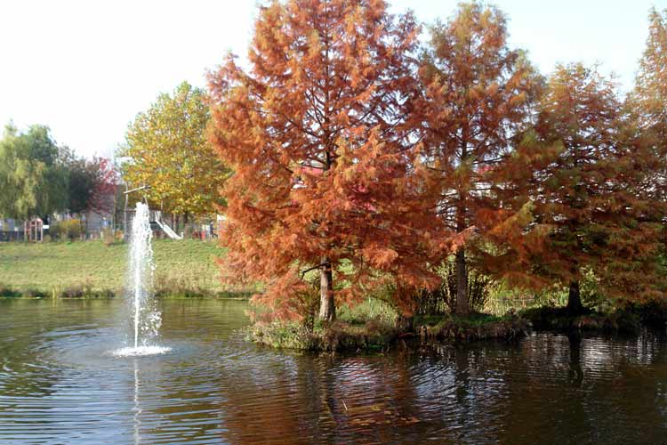 Dutch urban LAND ART in Ede - arched footbridge - 'Urban Oasis' - Bald Cypress trees (Taxodium Distichum), water, concrete and color.