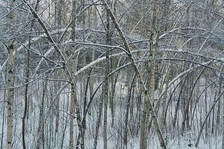 objet trouv&#233; or found art - environmental art. Birch trees in Asikkala Finland 19 - 02 - 2009