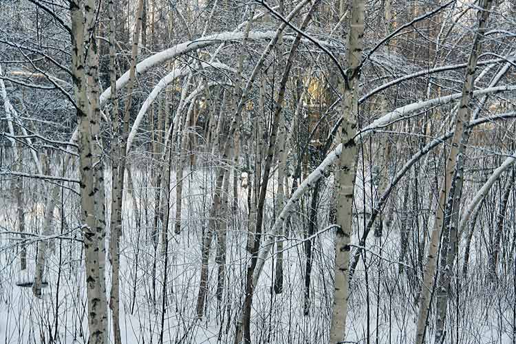 Environmental art as objet trouv&#233; or found art . Birch trees in Asikkala Finland 19 - 02 - 2009