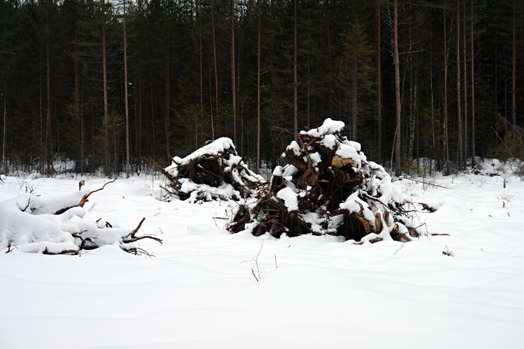 Rutakoski array - pine tree roots in Rutakoski, Finland - found art, or objet trouvé; - environmental art.