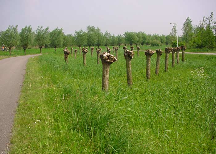 Site specific, Horstermeer entrance road to the complex in Holland.