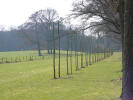 trajectory for Rembrandt - three trees (oaks) - pollarded willow spiral - 1992 willows (Salix Alba) - Hardinxveld | Giessendam NL  - landscapes and sculptures by Lucien den Arend - his Finnish and Dutch sculpture