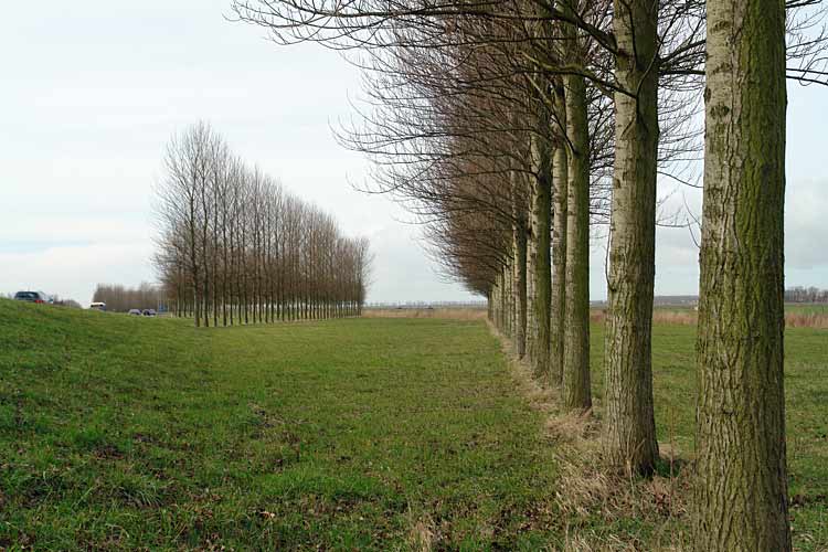 Land art with Populus Nigra 'Vereecken' in Dirksland, Holland and environments by Lucien den Arend - his site specific sculptures and environmental sculptures.