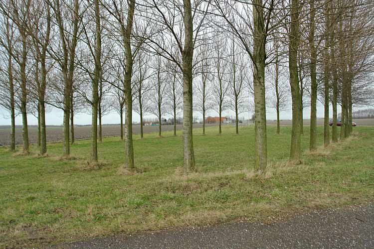 Poplar cube and land art in Dirksland, Holland and environments by Lucien den Arend - his site specific sculptures and environmental sculptures.