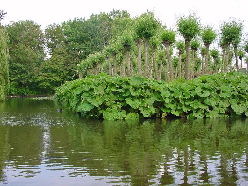 LAND ART - public lecture at zlgevents courtyard - Kuala Lumpur Saenredam project - a white willow island in Holland