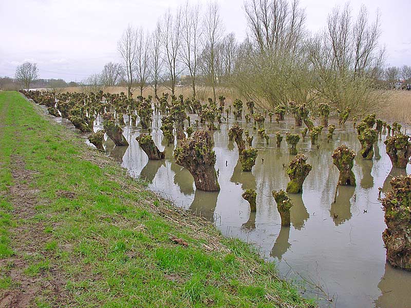 LAND ART - public lecture at zlgevents courtyard - Kuala Lumpur environmental sculpture -  willow maze island in Hardinxveld/Giessendam the Netherlands