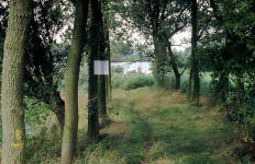 environmental optical installation - poplar trees and white latex - "Victory over the Sum"