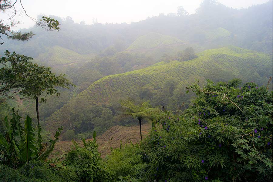 Malaysia, Cameron Highlands BOH Tea Plantation visitor center.