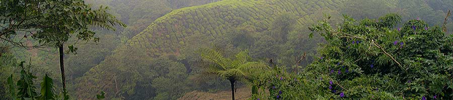Malaysia - Cameron Highlands BOH Tea Plantation and Kuala Lumpur..