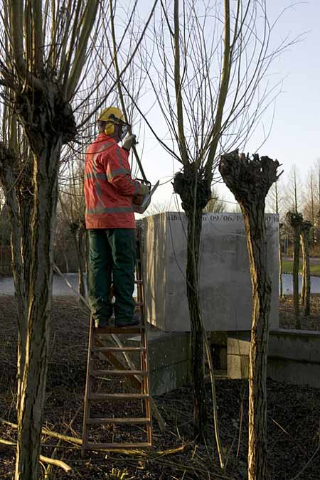 Pollarding the willows of the PieterJanszoon Saenredam project in Barendrecht, Holland.