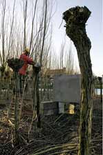 Environmental willow sculpture - Pieter Janszoon Saenredam project in Barendrecht, Holland.