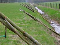 The planting of a site specific sculpture in the city of Baarn NL with willow cuttings.