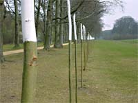 environmental installation, a land art project in Baarn, Holland. Trajectory for Rembrandt.