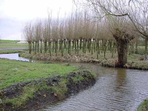 . the iron pollard | de ijzeren knot - pollarded willow spiral - 1992 willows (Salix Alba) - Hardinxveld | Giessendam NL  - landscapes and sculptures by Lucien den Arend - his Finnish and Dutch sculpture