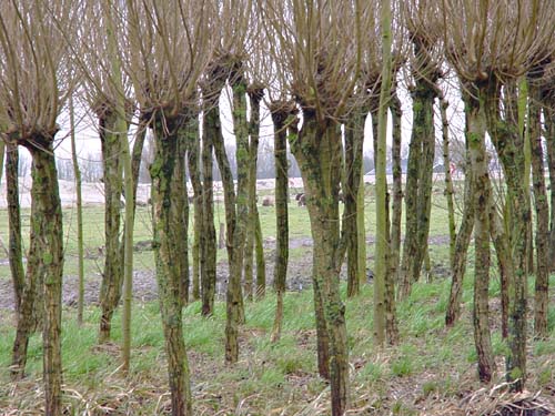 . the iron pollard | de ijzeren knot - pollarded willow spiral - 1992 willows (Salix Alba) - Hardinxveld | Giessendam NL  - landscapes and sculptures by Lucien den Arend - his Finnish and Dutch sculpture