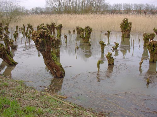 environmental art - willow trees installation - by Lucien den Arend in the wetlands near Dordrecht